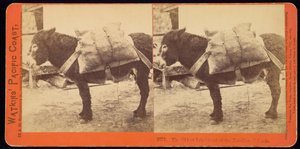 ファラロン諸島の最古の住民 作： Carleton Watkins