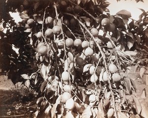 無題［木の実］ 作： Carleton Watkins