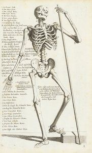カルロ・チェーシによる人体骨格の解剖学的研究 作： Carlo Cesi