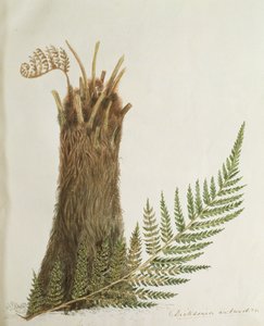 シダの研究、19世紀 作： Caroline Louisa Meredith