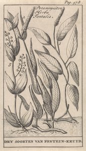 3種類のイワシ Potamogeiton Herba Fontalis / Fountain-herb の乾燥種 (オブジェクトのタイトル) 作： Caspar Luyken