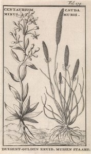 センチュリーとネズミの尻尾 ケンタリウムマイナス。 Cauda MurisDuisent-golden Herb. ねずみのしっぽ (オブジェクトのタイトル)