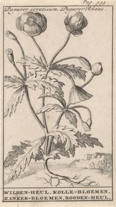 ポピー Papaver erraticum、ケシ Rhoeas / Wilden-heul。 コレの花。 がんの花。 Rooden-heul (オブジェクトのタイトル)
