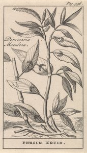 桃のハーブ Persicaria Maculosa / 桃のハーブ (オブジェクトのタイトル)