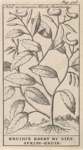 春のハーブ Noli me tangere、Herba Impatiens / Kruidje は私を動揺させません。 春のハーブ (オブジェクトのタイトル)
