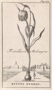 タイトルページと8枚の花柄 キエヴィツブルーム Fritillaria Meleagris / Kivits Eyeren (オブジェクトのタイトル) 作： Caspar Luyken