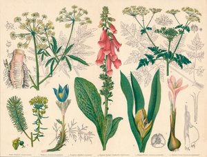 「英国の有毒植物」、19 世紀半ばから後半。 作： Cassell and Co
