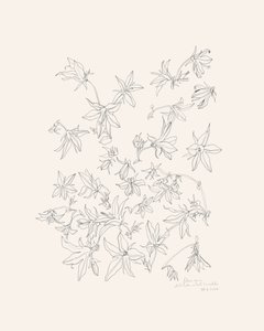 植物の花の研究