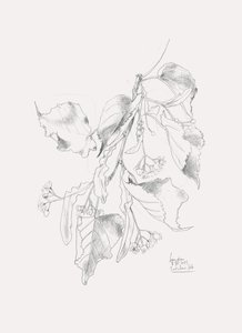 繊細なリンデンのスケッチ