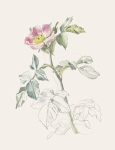 可憐なピンクのワイルドローズ 作： 