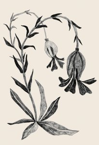 優雅なボタニカル・ブルーム 作： Catalina Somolinos