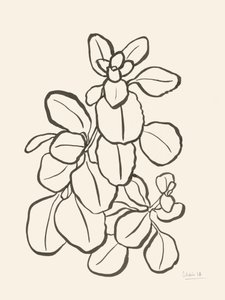 有機的な葉のデッサン