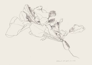 大根の植物図譜 作： Catalina Somolinos