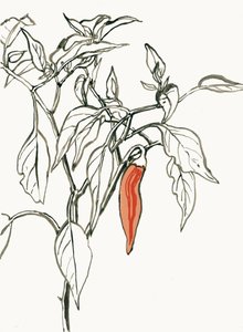 鮮やかなチリの絵