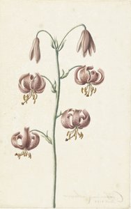 赤茶色のユリの小枝 作： Catharina Lintheimer