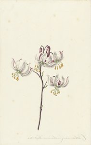 4 つの白いユリの小枝 作： Catharina Lintheimer