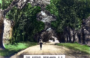 オークアベニュー、ニューランズ、ヨハネスブルグ、ハウテン、南アフリカ、c1920s。 作： Cavenders Ltd