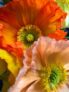 構図 - 花、2019年（写真） 作： Cécile Jamet