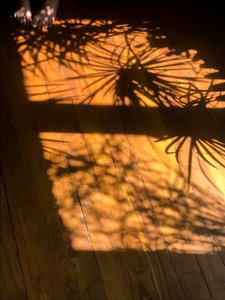 構図 - 影、2019年（写真） 作： Cécile Jamet