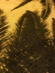 コンポジション - 影, 2021（写真） 作： Cécile Jamet