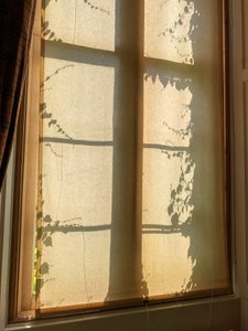 コンポジション - 影, 2021（写真） 作： Cécile Jamet