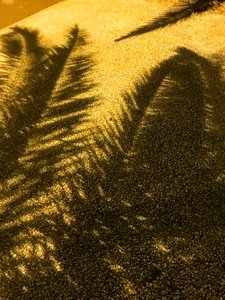 コンポジション - 影, 2021（写真） 作： Cécile Jamet