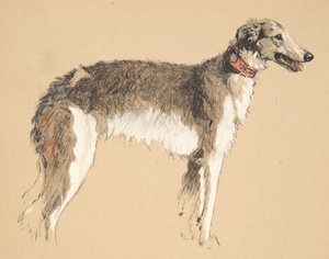 ボルゾイ、1930年、彼のスケッチブックのイラストは「友達同士」に使用され、後にエアアンドスポットティスウッドリミテッドによって発行されました、1934年（紙にチョークと木炭） 作： Cecil Charles Windsor Aldin