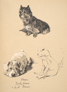 ケアン、シーリーハム、ブルテリア、1930年、彼のスケッチブックのイラストはJust Among Friendsのアルディン、セシルチャールズウィンザー（1870-1935）に使用され、後にエアアンドスポットティスウッドリミテッド、1934年に出版されました。 作： Cecil Charles Windsor Aldin