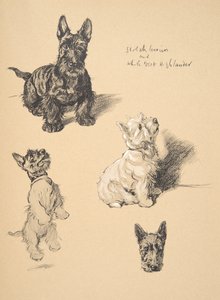 スコッチテリアとホワイトウエストハイランダー、1930年、彼のスケッチブックのイラストはJust Among Friendsのアルディン、セシルチャールズウィンザー（1870-1935）に使用され、後にエアとスポットティスウッドリミットから出版されました。 作： Cecil Charles Windsor Aldin
