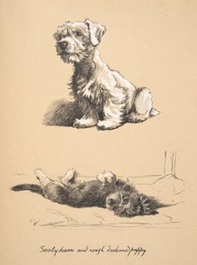 Sealyham and Rough Dachund Puppy、1930年、Just Among Friendsで使用された彼のスケッチブックのイラスト、後にEyre and Spottiswoode Limitedによって発行、1934年 作： Cecil Charles Windsor Aldin