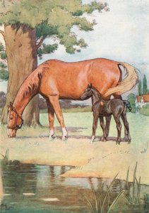 私がよく覚えている最初の場所は、中に澄んだ水の池がある大きな快適な牧草地でした 作： Cecil Charles Windsor Aldin