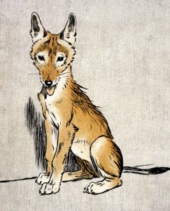 ヤング・ジャッカル、1900年頃（エングレーヴィング）