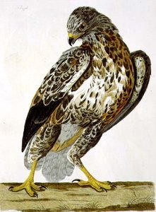 Peter Mazell (fl.1761-97) 1766年（エングレーヴィング）の「The British Zoology, Class II: Birds」に掲載されたブザード（Buteo buteo）のプレート。 作： Charles (after) Collins