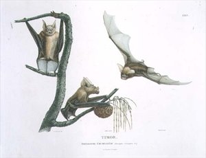 ティモール島のカブトコウモリRhinolophus Crumeniferus、Choubardが彫刻した「Voyage of Discovery to Australian Lands」のプレート35。1800-04（彫刻） 作： Charles Alexandre (after) Lesueur