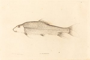 C.アウレオルス 作： Charles Alexandre Lesueur