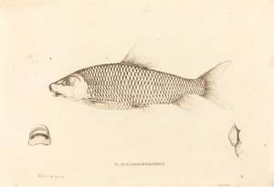 C. マクロレピドタス 作： Charles Alexandre Lesueur