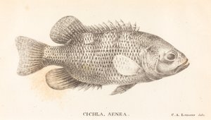 シクラ、アエネアス 作： Charles Alexandre Lesueur