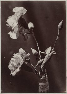 ガラスの花瓶を使った花の研究