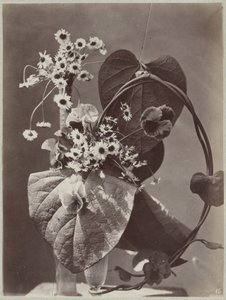 ガラスの花瓶を使った花の研究