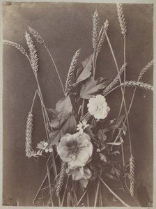とうもろこしの花の研究