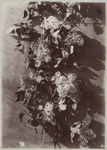 枝のある花の研究