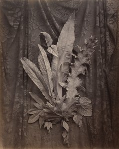 [タバコの葉と草のアレンジメント]。 作： Charles Aubry