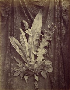 [花のレースを背景にした葉の研究]、1864. 作： Charles Aubry