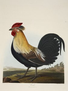 コック（Phasianus）、「A Selection of British Birds」より、パブ。1835年（手彩色彫刻）。