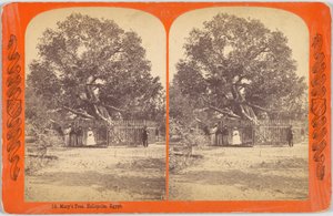 メアリーの木。ヘリオポリス、エジプト 作： Charles Bierstadt