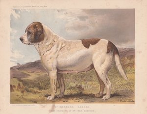 セントバーナード「修道院長」。 作： Charles Burton Barber