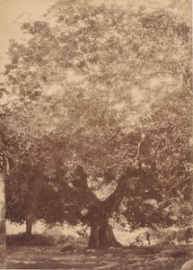 皇帝カール 5 世のクルミの木、ユステ、1858 年。 作： Charles Clifford