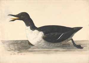 A William, kesäkuu 1742 作： Charles Collins