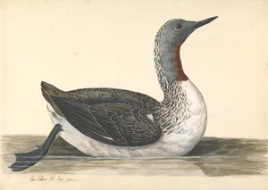 赤い喉のダイバー、1742 年 6 月 作： Charles Collins