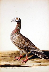 A ウッドグラウス、ヘン 作： Charles Collins